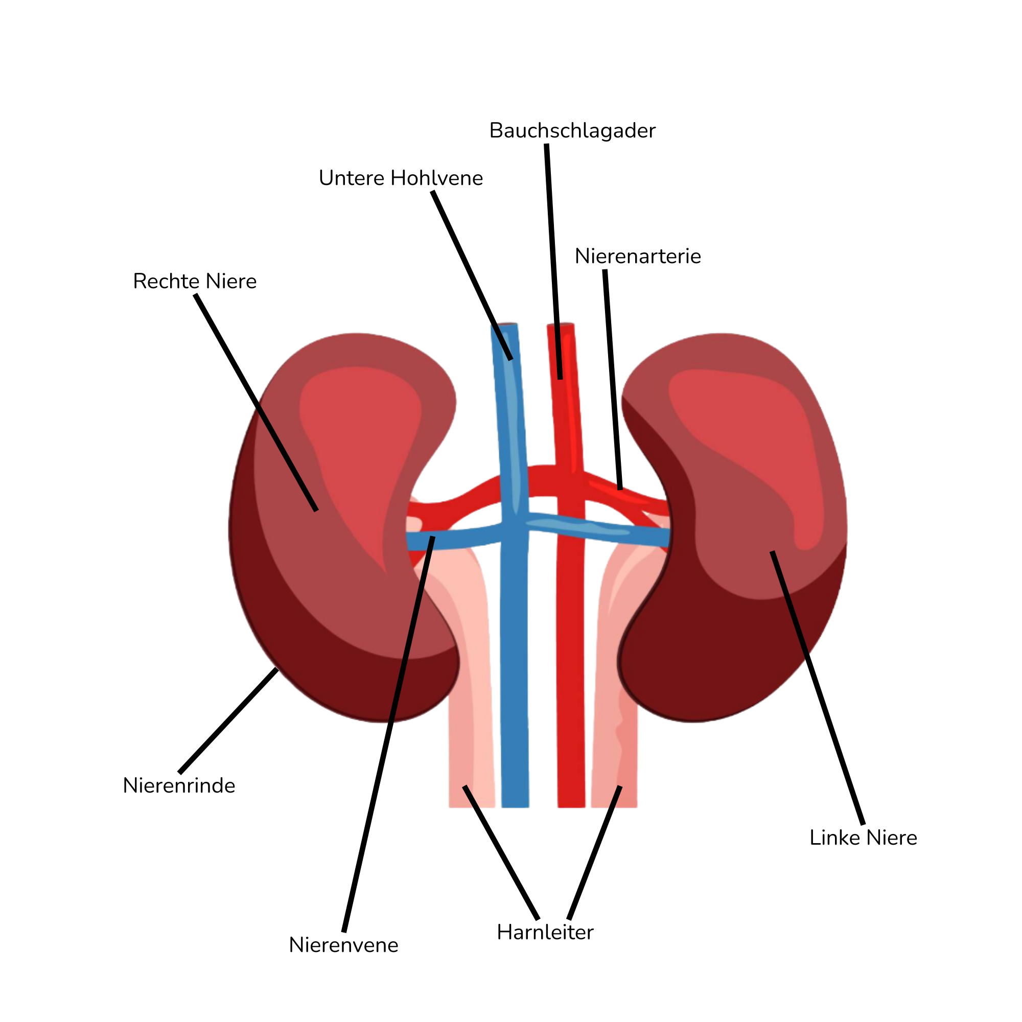 Die Nieren